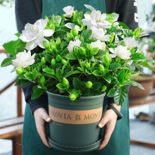 栀子花盆栽浓香型大树苗阳台水培绿植室内花卉植物带花苞四季好养 160#栀子花单盆带花苞 1加仑盆
