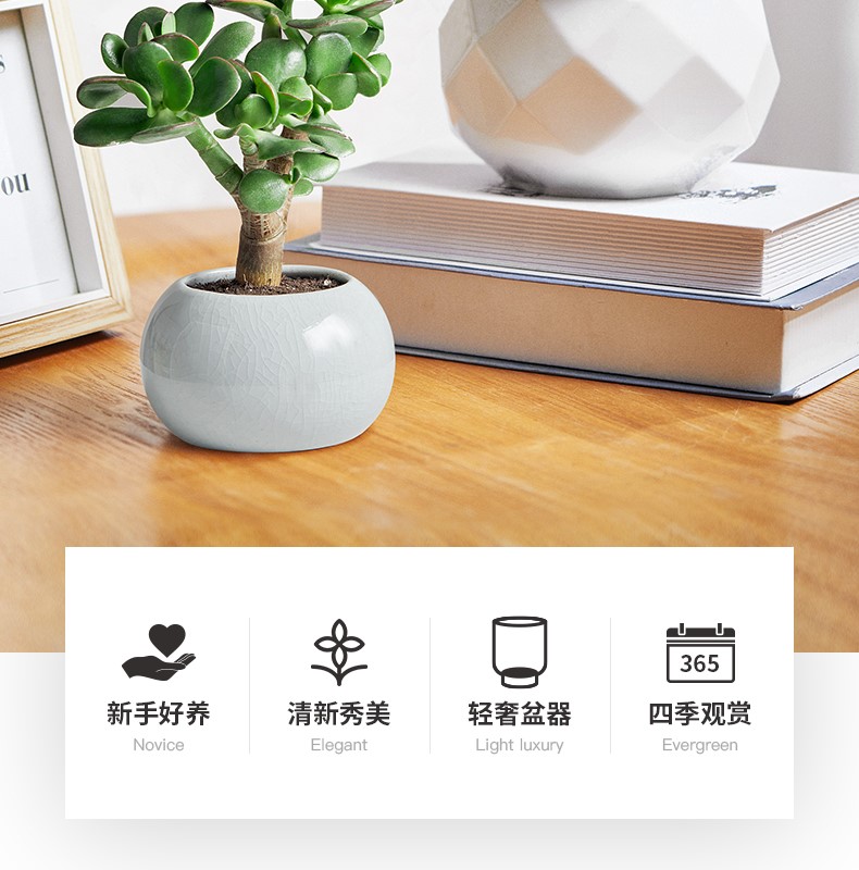 玉树_02.jpg