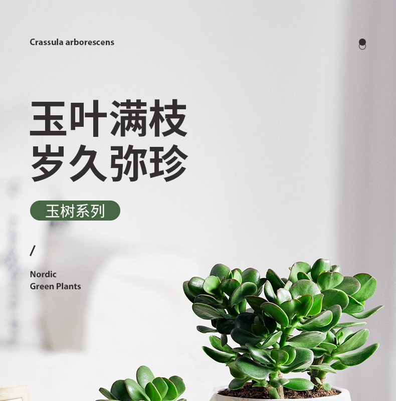 玉树_01.jpg
