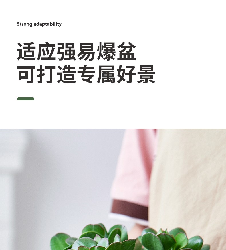 玉树_11.jpg