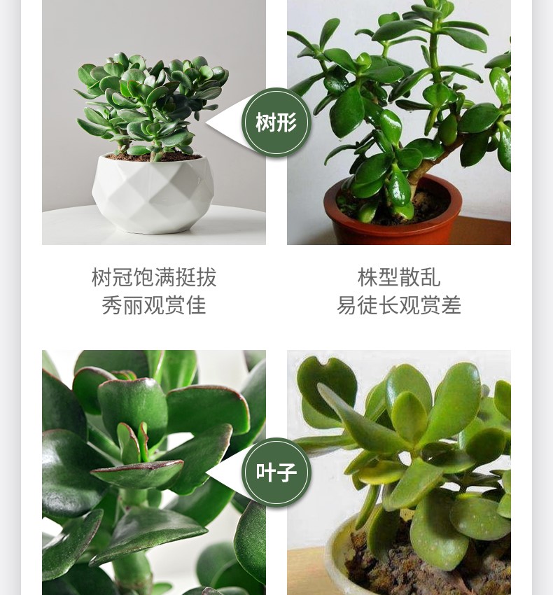 玉树_07.jpg