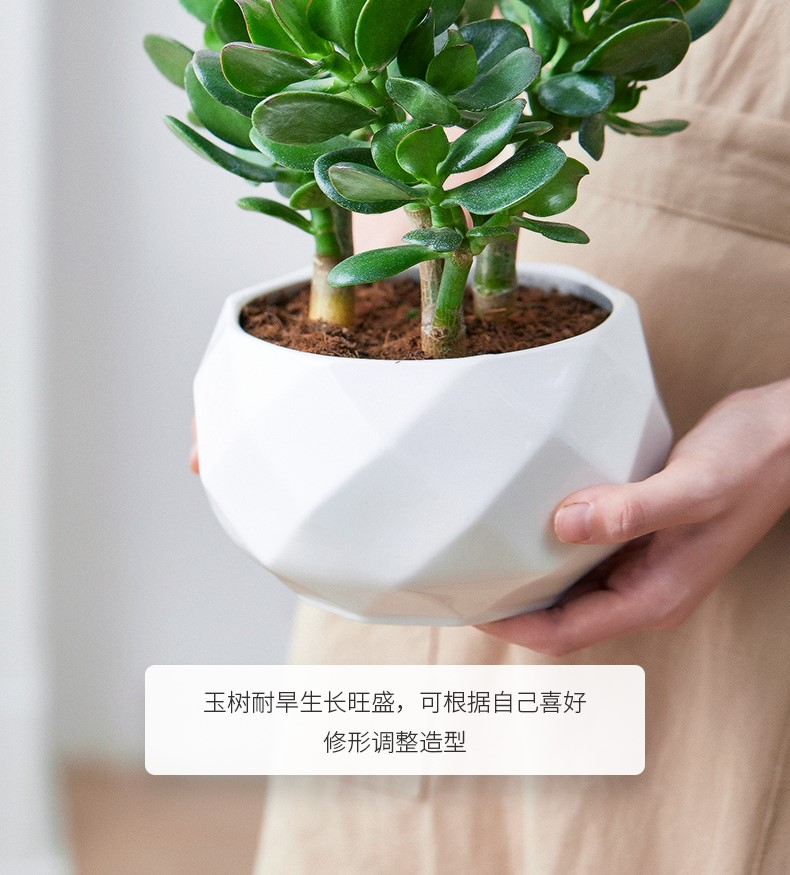 玉树_12.jpg