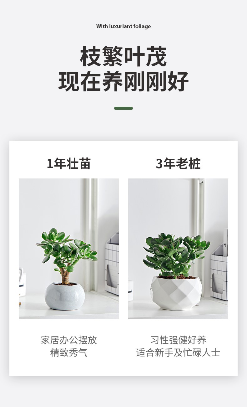 玉树_05.jpg