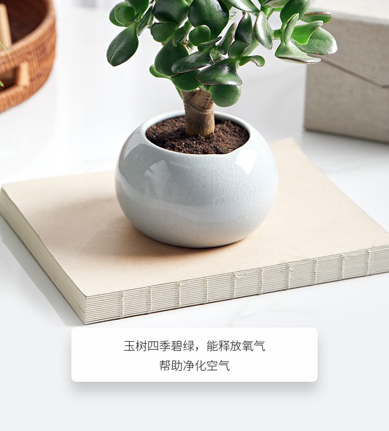 玉树_10.jpg