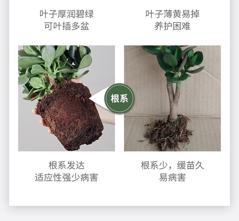 玉树_08.jpg